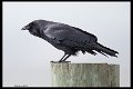 _6SB0071 fish crow